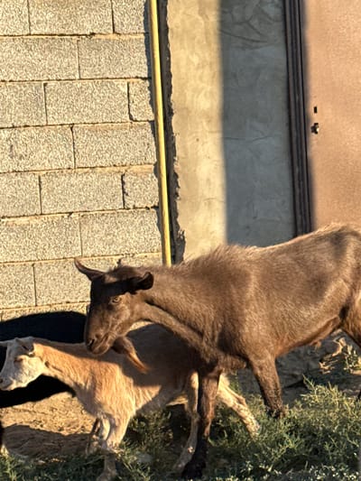 Two goats are standing in front of a textured brick wall. One goat, appearing to be an adult, is dark brown and positioned behind and slightly above a lighter brown goat, which seems younger. The adult goat's head is turned to its left, looking down. The younger goat is facing left with its head lowered, possibly grazing. The goats are standing on dry ground with some sparse green vegetation in the foreground. The background consists of a brick wall and a section of a building with a door, casting shadows. A vertical yellow pole is attached to the wall. The lighting suggests it is either early morning or late afternoon, with a warm glow on the scene. The location is identified as Töretam, Kazakhstan.