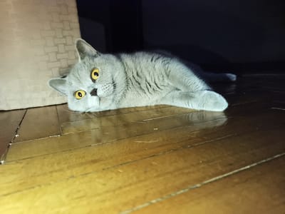 A grey British Shorthair cat with bright yellow eyes lies on a wooden floor. The cat is positioned in the center of the frame, its head resting on the floor and its body stretched out to the right. The floorboards are a warm, polished brown, showing some wear and tear. To the left, a light-colored, textured curtain is visible, partially obscuring the background. The right side of the image is cast in shadow, with only the cat's tail and hind leg faintly visible. The scene appears to be indoors, likely in a residential setting. There is no indication of the specific location within Ternopil, Ukraine, in the image itself.