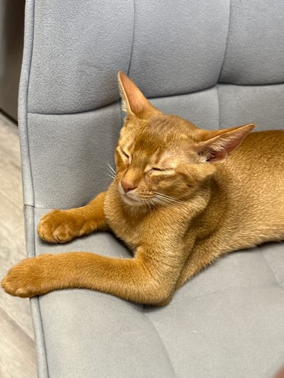 An adult ginger cat is sleeping on a gray upholstered chair. The cat is lying on its side with its eyes closed and its paws extended. The chair is located indoors, with a wooden floor visible in the background. The scene is likely in a home or office environment in Stary Oskol, Russia.