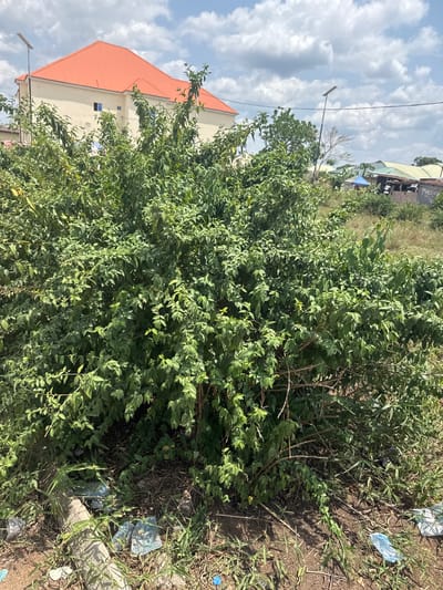 The image depicts an outdoor scene in Ihiagwa, Nigeria, dominated by a large, dense green bush occupying the foreground and central mid-ground. The ground surrounding the bush consists of dry soil, sparse green grass, and visible litter including crumpled plastic bottles and wrappers. In the background to the left, a two-story building with light-colored walls and a prominent orange corrugated metal roof is visible, featuring several small rectangular windows. A tall, slender black pole, topped with a solar panel and luminaire, stands to the right of this building, extending into the sky. Further into the background, particularly on the right side, there is an expanse of dry, grassy terrain with scattered smaller bushes. Beyond this, a cluster of varied structures with light-colored and blue-tarped roofs are discernible, alongside another utility pole and overhead wires. The sky above is partly cloudy, displaying white cumulus clouds against a blue expanse. No individuals, specific actions, or direct interactions are visible.