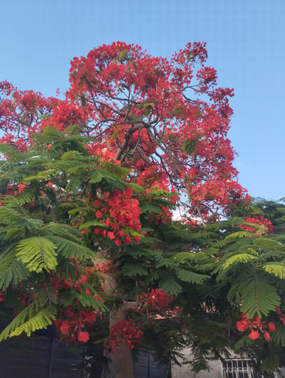 A vibrant red flamboyant tree with abundant red blossoms and green fern-like leaves is captured against a clear blue sky. The tree's branches are heavily laden with flowers and foliage, suggesting it is in full bloom. In the lower portion of the image, the trunk of the tree is visible, along with a glimpse of a fence and a building, indicating an urban or suburban setting. The scene is likely in Or Akiva, Israel, given the context provided.