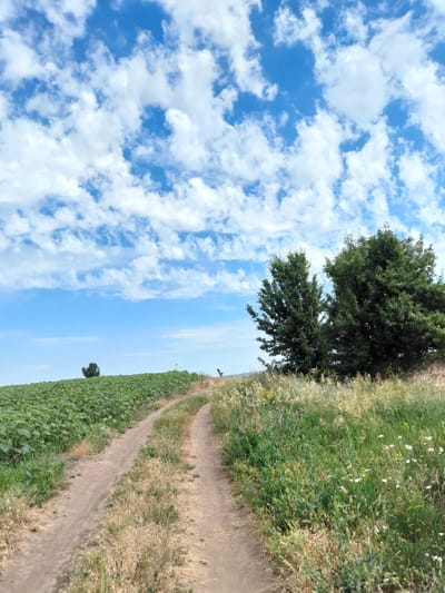 The image depicts a rural landscape in Ukraine, with a dirt path winding through fields under a bright, cloudy sky. On the left side of the path, a lush green field, likely of sunflowers, stretches towards the horizon. To the right of the path, dry, tall grasses and scattered wildflowers grow. A large, leafy green tree stands prominently on the left side of the path, with its branches reaching towards the sky. The sky is a vibrant blue, dotted with fluffy white clouds that create a dynamic and airy feel. The sun appears to be shining, suggesting it is daytime, likely late morning or afternoon, given the quality of light and the shadows. The scene evokes a sense of peace and natural beauty. There is no visible text in the image.