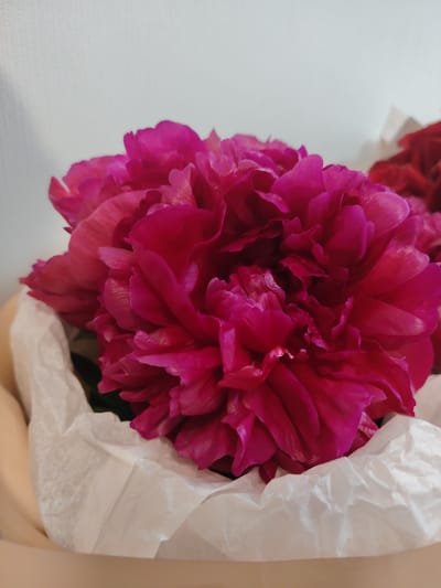 A close-up shot features a bouquet of vibrant fuchsia peonies. The flowers are densely packed with many ruffled petals, creating a rich, textured appearance. They are partially wrapped in white tissue paper, which itself is tucked into a beige holder. The background is a plain, light gray wall, suggesting an indoor setting. There is a hint of another dark red flower peeking into the frame from the upper right, also likely part of the bouquet. The image quality is sharp, allowing for detailed observation of the floral textures. The overall impression is one of natural beauty and elegance. The location in Yekaterinburg, Russia is not discernible from the visual elements present in the image.