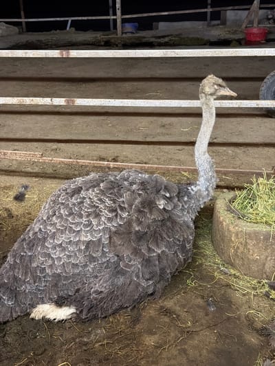 The image shows a Rhea bird in an enclosure. The bird is mostly gray with some white feathers visible on its tail. It has a long neck and is looking to the left, possibly at something outside the frame. The enclosure appears to be made of metal bars and wooden planks. In the background, there is a feeder filled with hay or grass, and the ground is covered in dirt and straw. The lighting suggests it might be nighttime or a dimly lit indoor space. There is no visible text in the image. The setting appears to be a farm or zoo enclosure.