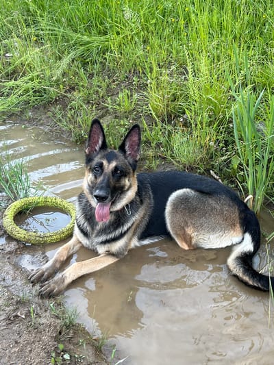 A German Shepherd dog is lying in a muddy puddle in a grassy area. The dog is mostly black and tan with white markings on its chest and tail. Its tongue is hanging out, and it appears to be happy and relaxed. Next to the dog is a bright green, textured ring, possibly a toy. The surrounding area is covered in lush green grass, with some taller reeds or grasses growing along the edge of the puddle. The ground is muddy and wet, indicating recent rain or damp conditions. The image is taken from a high angle, looking down at the dog and its surroundings. The lighting suggests it is daytime, with natural light illuminating the scene. The overall impression is of a playful dog enjoying itself in a natural, outdoor setting, likely a park or field in Nizhny Tagil, Russia.