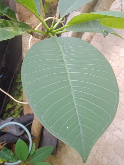 In the city of Depok, Indonesia, a close-up, eye-level shot focuses on the intricate details of a large, green frangipani leaf, its surface adorned with delicate, parallel veins. The leaf dominates the frame, its smooth texture and vibrant green hue standing out against a blurred background. To the left, parts of the frangipani tree's trunk and stem are visible, along with other, smaller green leaves. A white string wraps around the stem, and behind it, a dark, netted material suggests a fencing or protective barrier. In the lower left quadrant, a small sapling with multiple leaves emerges from the ground, its foliage a brighter shade of green. To the right of the main leaf, a paved surface with light-colored, irregular tiles forms the backdrop, suggesting an outdoor setting, possibly a garden or patio. The overall scene is one of natural growth and everyday outdoor elements, captured with a shallow depth of field that emphasizes the leaf's form.