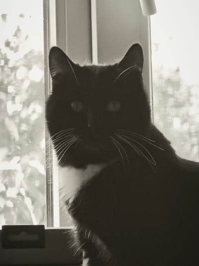 A black and white close-up photograph shows a black cat with a white bib sitting in front of a window. The cat is looking directly at the camera with its eyes open. The background is out of focus, but it appears to be a window with a screen, and outside there are trees and foliage. The lighting suggests it is daytime, possibly morning or late afternoon. The image is grainy and has a vintage feel. There is no indication of the location being in Ковригино, Russia.