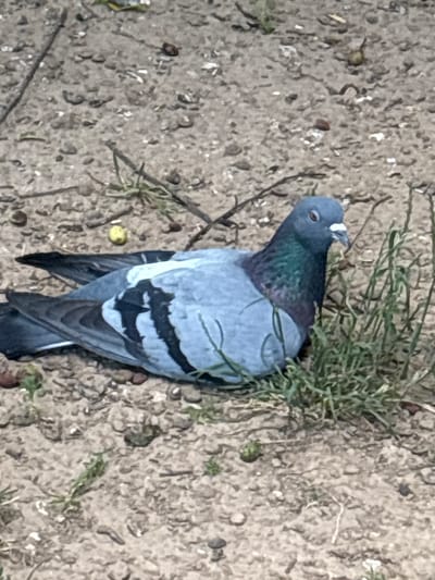 A pigeon is shown from a top-down perspective, resting on sandy, dry ground with scattered small stones and sparse green vegetation. The pigeon is predominantly grey with iridescent green and purple feathers on its neck. Black stripes are visible on its wings, and its tail feathers are dark. A small white feather or marking is present on its head. The pigeon's head is tilted to its left, and its eye is visible. The scene appears to be outdoors in daylight, with no specific indications of weather conditions other than the dry ground suggesting fair weather. The setting could be a park, a vacant lot, or any outdoor area with loose soil and patches of greenery. There is no text visible in the image.
