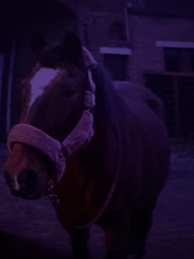 The image, taken in Estaimpuis, Belgium, features a cow or calf in a very dimly lit, indoor setting, likely a barn or stable. The animal, positioned on its side and viewed from above, has brown fur with a distinctive white blaze on its face. It is wearing a light pink halter or headpiece around its muzzle and across its forehead.

The dominant characteristic of the image is the extremely low light, which imbues the entire scene with a strong purple and blue color cast, suggesting either night-time conditions or the use of specific artificial lighting. The background is dark and indistinct, showing only vague structural elements that hint at an enclosed space. The animal appears calm, standing or resting. There is no discernible activity taking place. No text is visible in the frame.