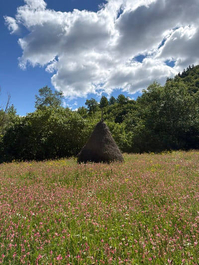 A conical haystack stands in a meadow filled with pink and yellow wildflowers. Behind the meadow, a dense forest of green trees covers a hillside. The sky above is blue with scattered white clouds. The scene is set in the city of Biisi, Georgia.