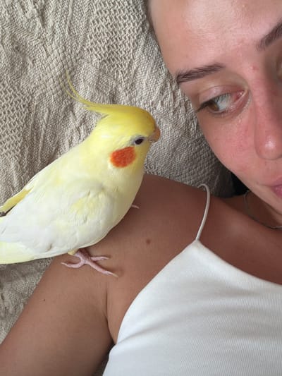 An overhead, close-up shot shows a yellow cockatiel perched on the shoulder of a person lying down. The bird's body is primarily yellow with white wing feathers and an orange cheek patch. The person's face is partially visible on the right side of the frame, with their head tilted and eyes looking to the side. They are wearing a white tank top. The background is a textured, light-colored fabric. No specific location within Krasnoyarsk, Russia is identifiable from the image.