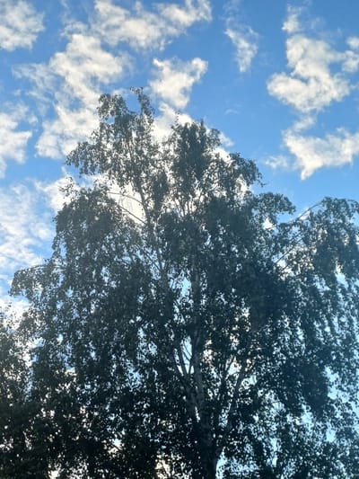 The image shows a view looking up at a tree against a bright blue sky dotted with white, puffy clouds. The leaves of the tree are dense and dark green, with some sunlight filtering through them, creating a dappled effect. The branches of the tree are visible in silhouette, crisscrossing against the sky. The scene suggests a bright, possibly sunny day, with fair weather indicated by the scattered clouds. The perspective is from below the tree, looking upwards, implying the viewer is standing beneath it. The overall mood is peaceful and natural, characteristic of an outdoor setting. There is no visible text in the image. The location context is Novosibirsk, Russia.