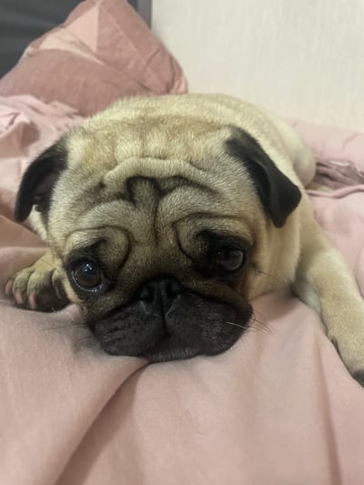 A fawn-colored pug lies on a pink, crumpled blanket, its head resting on its paws. The pug's dark eyes are large and round, looking directly at the camera with a slightly sad expression. Its black muzzle is wrinkled, and its ears are small and floppy. The background consists of a pink pillow with a geometric pattern. The overall impression is one of comfort and repose. This scene does not have a specific location in the city of Nemchinovka, Russia.