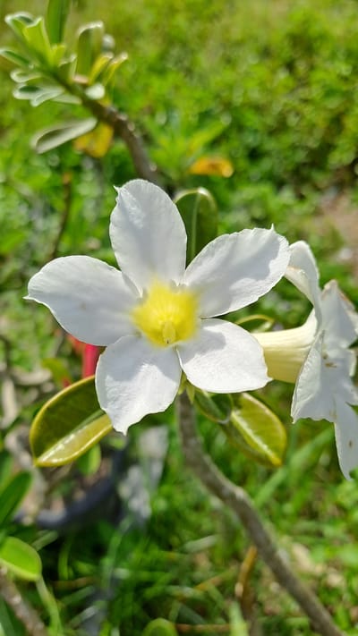 A close-up, vertical shot captures a white Adenium flower with a yellow center, blooming in a garden. The flower's petals are delicate and slightly ruffled, showcasing intricate textures. In the background, lush green foliage creates a blurred backdrop, hinting at the vibrant plant life of Kruengjuli Timu, Indonesia. The sunlight casts subtle shadows on the petals, highlighting their natural beauty.