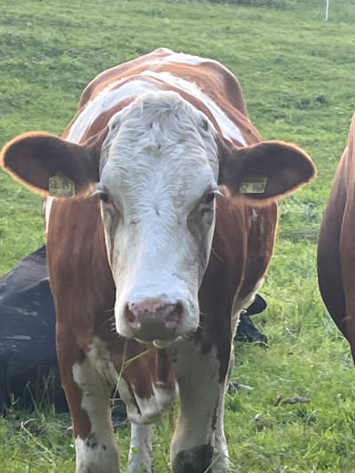 A cow with brown and white markings stands in a grassy field. The cow faces forward, its head tilted slightly. It has a tag in its left ear with the number "52 957". The cow is in the foreground, and the background is a blurred green field. This image is not located in Wiera, Germany.