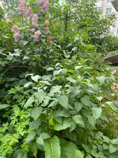 The image captures a lush green bush with pink blossoms, likely lilacs, growing in an urban environment. The foliage is dense and varied, with large, heart-shaped leaves dominating the foreground, interspersed with smaller, more delicate green leaves. Some leaves show water droplets, suggesting recent rain or dew. In the background, a building with white walls and multiple windows can be seen, indicating an urban setting. The overall impression is one of natural growth in a built-up area. There are no people or animals visible in the image. The scene is consistent with a garden or a patch of greenery in Yuzhno-Sakhalinsk, Russia, possibly near residential buildings.