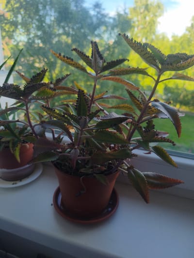 A close-up, eye-level, outdoor shot captures a potted Mother of Thousands plant on a windowsill. The plant, with its distinctive serrated leaves, displays a range of colors from deep green to reddish-brown. The pot is a reddish-brown ceramic, sitting on a matching saucer. Behind the plant, a window reveals a blurred background of green trees and a bright blue sky, suggesting a natural setting. The windowsill is made of a light-colored material. The overall impression is one of a domestic setting with a healthy, thriving plant. The image does not depict any specific landmarks or identifying features of Tallinn, Estonia.