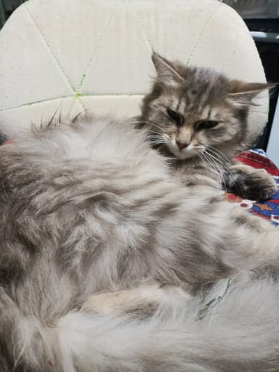 A long-haired gray tabby cat is lying on a patterned cushion on a chair. The cat is facing to the right, with its eyes partially closed. Its fur is fluffy and appears to be a mixture of gray and white. The cushion has a geometric pattern with red, blue, and white colors. The background is out of focus, but appears to be indoors with some furniture. There is no information about the location in the city of Koklaisai, Kazakhstan.