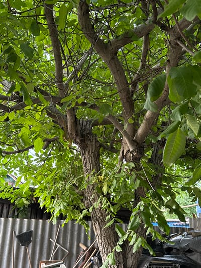 The image captures a close-up view of a large, mature tree with dense green foliage. The tree has thick, textured bark and multiple branches extending upwards and outwards. The lighting suggests it is daytime, with some sunlight filtering through the leaves.
In the background, a corrugated metal fence is visible, with various gardening tools leaning against it, including a broom and rakes. Behind the fence, there are glimpses of structures, possibly sheds or outbuildings, with roofing materials and some clutter, including what appears to be stacked plastic containers and dark-colored tarps or covers. A hint of blue sky is visible through the tree canopy.
The scene appears to be in an outdoor, possibly residential or semi-industrial area. Given the context provided by the prompt, this scene is located in the city of Novoshakhtinsk, Russia. There are no people or animals visible in the image. The overall impression is one of a somewhat unkempt, utilitarian outdoor space dominated by the presence of the large tree.