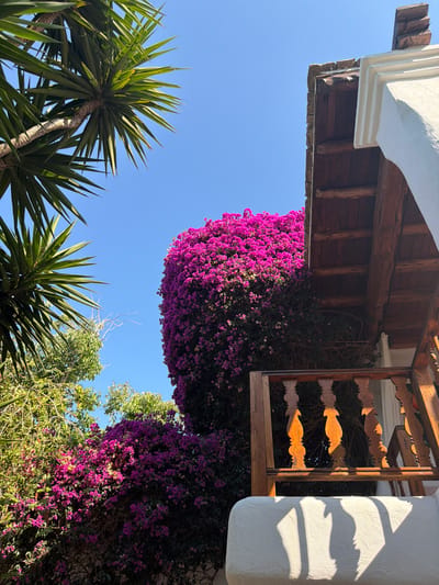 The image depicts an outdoor scene under a clear blue sky, likely in a Mediterranean setting given the location context of Sant Joan de Labritja, Spain. The perspective is looking upwards, emphasizing the vibrant elements of the environment.
The primary subjects are lush, abundant bougainvillea flowers, mostly in a striking shade of fuchsia and pink, cascading over an architectural structure. This structure appears to be part of a building, featuring a white, curved plaster overhang and a wooden beam ceiling with visible supports. Adjacent to this is a decorative wooden latticework, casting interesting shadows.
In the foreground, the spiky green leaves of what appear to be yucca plants are prominent, reaching towards the sky. They are positioned below the flowering vines, creating a layered effect.
The scene suggests a bright, sunny day, possibly mid-morning or afternoon, given the strong sunlight and defined shadows on the white plaster. There is no text visible in the image. The overall impression is one of abundant nature and Mediterranean architecture. No people or specific events are captured; it is a static depiction of a picturesque outdoor setting.