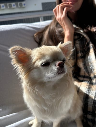 The image shows a close-up of a long-haired, cream-colored chihuahua dog. The dog is sitting on a white blanket, with its head turned slightly to the right, looking off into the distance. The dog's fur is illuminated by a strong sunlight, creating a warm glow. In the background, a person's arm and shoulder are visible, draped in a brown and black plaid blanket. The person's fingers are resting near their mouth. The overall setting appears to be indoors, possibly a living room or bedroom, with a window in the background revealing a blurred view of what appears to be air conditioning units on the exterior of a building. There is no specific indication in the image that places the scene in Tolyatti, Russia.