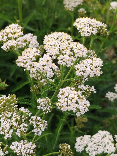 This is a close-up, vertical shot of a cluster of white yarrow flowers. The flowers are small and tightly packed together, forming a flattened or slightly rounded cluster. They have tiny white petals and bright yellow centers. The stems of the yarrow plants are visible, appearing green and slightly fuzzy. The background is composed of out-of-focus green foliage, suggesting a natural outdoor setting. The lighting appears to be natural daylight, likely during the daytime, with no harsh shadows. The overall mood is serene and natural, emphasizing the delicate beauty of the flowers. There is no visible text in the image. The location context provided is Balashikha, Russia.