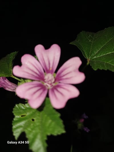 A close-up, slightly out-of-focus photograph of a pink flower with purple veins on its petals is presented against a black background. The flower is positioned in the center of the frame, with its stamens visible in the middle. To the left of the flower, there is a partially visible green leaf and a small purple flower in the background. To the upper right, another green leaf is also visible. The bottom left corner of the image contains the text "Galaxy A34 5G". The image does not provide any information or context related to the city of Angren, Uzbekistan.