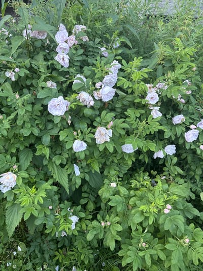 This is a top-down, full-frame, eye-level shot of a dense rose bush in Pavlovo, Russia. The bush is overflowing with light pink and white roses in various stages of bloom, with many closed buds also visible. The roses are surrounded by lush green leaves and stems, some of which are thorny. The setting appears to be outdoors, with natural lighting, suggesting it's daytime. The overall impression is one of natural beauty and abundance, likely captured during a warm season like late spring or summer. No people, text, or specific weather conditions are discernible.