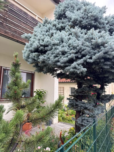 The image shows a residential area in Bietigheim-Bissingen, Germany. In the foreground, a small pine tree with cones is visible, with a large blue spruce tree behind it. The blue spruce tree's branches are covered in small, needle-like leaves of a silvery-blue hue. Behind the trees, a light-colored building with a wooden balcony is seen. Further in the background, a garden area with various plants and flowers, along with a green metal fence, is present. The overall scene suggests a typical suburban or semi-urban residential setting in Germany.