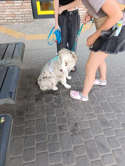 The image shows a dog wearing a grey vest on a paved area near a brick wall with yellow accents. Two individuals are present, holding leashes attached to the dog. One person, wearing dark jeans and a black top, holds a blue leash. The other person, wearing a dark skirt and a grey t-shirt, holds a turquoise leash. The ground is paved with grey interlocking bricks. Benches are visible to the left of the frame. The scene is outdoors, likely in a public urban space. The presence of yellow tactile paving tiles on the ground suggests a location designed for accessibility, common in urban environments. The architectural style of the brick wall and the presence of street furniture indicate a city setting. Without specific landmarks, it is not possible to definitively confirm the location as Dnipro, Ukraine.
