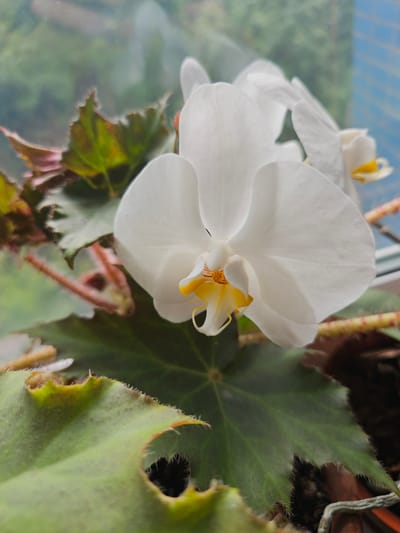 A close-up shot features a white orchid with a yellow center, next to begonia leaves that are predominantly green with hints of brown. The background includes a blurred blue and white pattern, possibly indicating a window or a wall. The image appears to be taken indoors near a window, providing natural light. The location in Khimki, Russia is not discernible from the visual content of the image.