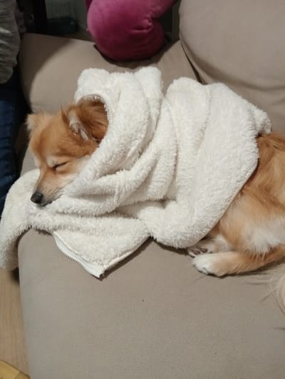 A medium-sized, light brown dog is sleeping on a light brown couch, covered in a fluffy white blanket. The dog is positioned horizontally on the couch, with its head to the left. A pink round cushion sits behind the dog on the couch. Part of a person's leg is visible on the left side of the image. The scene is indoors. The location within the city of Segovia, Spain is not discernable from the image.