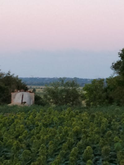 The image depicts a rural landscape near Ustyvytsia, Ukraine, characterized by lush green foliage and a hazy sky. In the foreground, a dense field of bright green plants dominates the lower portion of the frame. A small, weathered structure, possibly a silo or a small building, stands slightly left of center in the mid-ground. It appears to be constructed of concrete or stone and has a dark, vertical marking on its front. Behind the structure, trees and vegetation create a textured backdrop, leading to a distant, blue-hued horizon line marked by rolling hills or a tree line. The sky above is a soft gradient of pale pink and light blue, suggesting either dawn or dusk. No people or animals are visible in the scene. The overall impression is one of a tranquil, undeveloped rural setting.