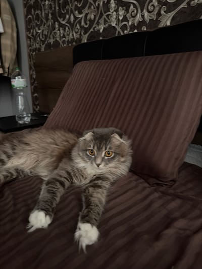A long-haired grey tabby cat with distinctive folded ears and bright orange eyes is lying on a brown striped bedsheet. The cat is positioned centrally in the frame, with its head turned towards the viewer. Its front paws are extended forward, showing white paw pads. The background consists of a dark brown striped pillow and a patterned wallpaper. To the left of the bed, a clear plastic bottle of water is visible on a dark surface, along with a portion of a beige jacket hanging on what appears to be a closet door. The lighting suggests an indoor setting, likely a bedroom. There is no identifiable information that would place this scene specifically within the city of Vovchynets, Ukraine.