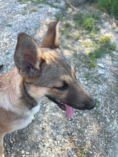 A medium-sized dog with tan and black fur is shown in a close-up, side-profile shot. The dog's mouth is open, with its pink tongue hanging out. Its ears are pointed upwards, and its dark eyes are visible. The dog appears to be outdoors, on a surface covered with gravel and scattered dry grass. In the background, out-of-focus greenery and more gravel are visible. The lighting suggests it is daytime, with sunlight casting shadows. The location is the city of Gabrovo, Bulgaria.