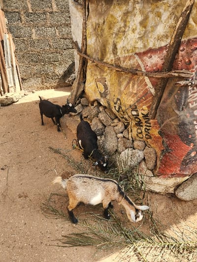 The image, rotated 90 degrees clockwise, depicts three goats in an outdoor, rustic setting, likely in Umuoye, Nigeria. The foreground and much of the ground consist of sandy dirt.
The primary subjects are three goats. One large goat, predominantly light brown with a white belly and black markings on its legs and face, is lying down on the dirt, actively eating green palm fronds or similar foliage. Another black goat, slightly smaller, is also lying on the dirt near the brown goat, with a yellow rope or collar visible around its neck. A third, smaller black goat is positioned closer to a wall, either standing or sitting.
The background features a rough construction. To the left and top of the image (when oriented upright), there's a low wall or mound made of irregular stones and rubble. Above this, and extending across the top, are old, rusted metal sheets, possibly part of a roof or makeshift shelter. Faint and severely weathered text is visible on these sheets, including partial words like "DRINK" and "SS," suggesting remnants of old advertisements or signage. Further to the bottom left, a wall constructed from concrete blocks is visible, along with corrugated iron sheets on the ground.
The activity shows the goats resting and feeding on the foliage. The scene is brightly lit by natural sunlight, indicating daytime. The environment appears calm, with no people visible.