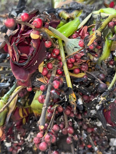 A close-up view depicts a mass of decomposing organic material, presumed to be located in Erba, Italy. The primary subjects include a dark red rose, notably shriveled with distinct blackened edges on its petals. Numerous clusters of small, spherical, deep red berries are visible, attached to slender, dark stems, some berries appearing slightly shriveled or discolored. Interspersed within the material are various green and dark brown botanical stems and leaf fragments, all exhibiting signs of advanced decay. No human presence or artificial objects are observed.