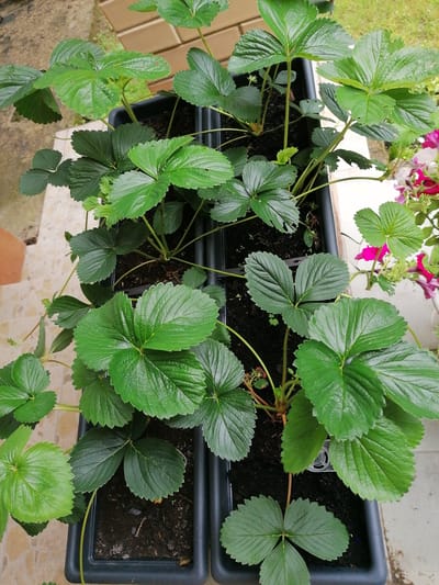 The image displays an overhead view of two black rectangular planters filled with healthy green strawberry plants. The planters are situated outdoors on a light-colored tiled surface. In the background, a brick wall is visible, and beyond that, green grass and some pink petunia flowers can be seen. The lighting suggests it is daytime, likely overcast. The scene is static and shows no people or any other active elements. The overall impression is one of a well-maintained garden area. Based on the provided metadata, this scene is located in Stropi, Latvia.