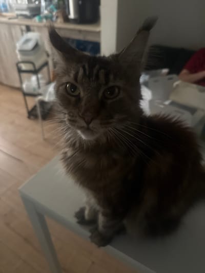 The image shows a Maine Coon cat sitting on a white table indoors. The cat has brown and black tabby markings and prominent ear tufts. The background is blurred but appears to be a domestic setting with kitchen cabinets and appliances visible. The floor is made of light-colored wood. There is no indication of the location being in Herzliya, Israel.