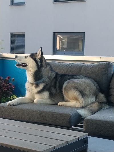 A medium-sized, gray and white Siberian Husky is lying on a gray upholstered outdoor couch. The dog is positioned horizontally in the frame. Its head is turned towards the left, and its mouth is open. It is wearing a gray collar. A gray outdoor table with a slated surface is partially visible to the right of the couch.
Behind the couch, a blue painted wall and some plants are visible. The building is white with windows. The scene is located in the city of Crauthem, Luxembourg.