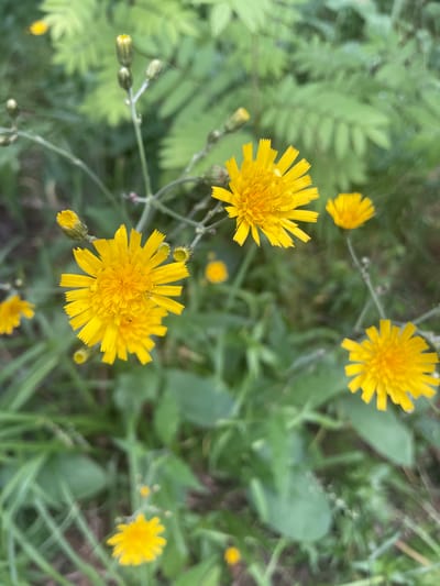 This is a close-up, eye-level, vertical photograph of several bright yellow flowers, possibly dandelions or a similar species, in a natural outdoor setting. The flowers are the primary subjects, with some in focus and others blurred in the background. The petals of the in-focus flowers are clearly defined, radiating outwards from a central disc. Some buds are also visible, appearing as green, elongated shapes. The background consists of green foliage and vegetation, suggesting a park, garden, or natural area. The lighting appears to be natural daylight, illuminating the flowers and creating a soft, natural bokeh effect. There are no people, animals, or man-made structures visible in the image. The overall impression is one of nature in bloom.