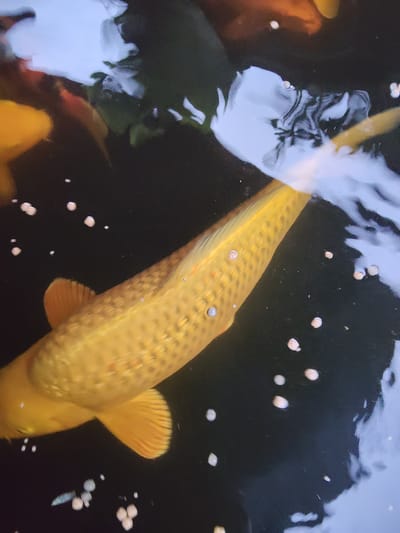 A golden koi fish is swimming in dark water, likely a pond or aquarium, with specks of food floating on the surface. Reflections of the sky and foliage are visible on the water. The fish, with its distinctive scales and fins, is the central subject, its body angled towards the viewer. The image appears to be taken from above, looking down into the water. The location in Blahbatuh, Indonesia, is noted, suggesting a possible tropical setting for this aquatic scene.