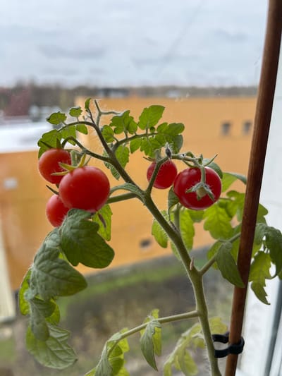 A close-up, upward-angled shot shows a branch of a small tomato plant laden with ripe, red cherry tomatoes. The plant is secured to a thin, brown wooden rod using a black clip. The leaves are green and slightly textured. The background shows a building exterior, out of focus, appearing in shades of yellow and tan, seen through a window on a rainy day. The location is assumed to be Elektrostal, Russia.