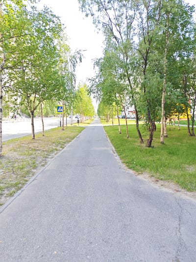 The image shows a paved pathway bordered by trees on both sides, with a road and buildings visible in the background. The pathway appears to be a pedestrian walkway or bicycle lane. The trees are young to medium-sized with green foliage, some with distinctive white and black bark, characteristic of birch trees common in northern regions. A pedestrian crossing sign with a blue background and a white silhouette of a person walking is visible on the left side of the pathway. The road to the left of the pathway is paved and has a few parked cars. Buildings with light-colored facades are visible beyond the road, suggesting a residential or commercial area. The ground on the right side of the pathway is covered with grass and some bare patches. The sky is bright and appears to be overcast or hazy. The overall scene suggests a public area in a city or town, likely in a region with a temperate or cold climate, given the presence of birch trees and the clear separation of pedestrian and vehicular traffic. This scene is consistent with a typical urban landscape in Nadym, Russia, known for its birch forests and city infrastructure designed to accommodate its climate.
