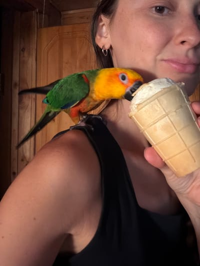 A woman, partially visible, with dark hair and a hoop earring, holds an ice cream cone in a waffle cone. A green and yellow bird with an orange head is perched on her shoulder, pecking at the ice cream. The background is a wooden wall. The scene appears to be indoors, possibly in Udelnaya, Russia.