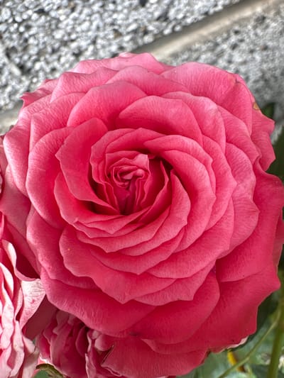 A close-up shot captures a vibrant pink rose in full bloom. The intricate layers of petals are clearly defined, showcasing a spiral pattern that leads to the flower's center. The rose is positioned in the foreground, with a blurred background that appears to be a textured, greyish wall, possibly made of stone or concrete. A hint of green foliage is visible on the right side of the image. The image does not contain any people or any indication of the specific location in Oreshak, Bulgaria. The scene is static and focuses solely on the natural beauty of the rose.