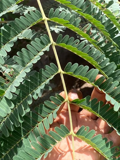 An overhead view captures a human hand holding a plant branch in the city of Rido, Nigeria. The branch, likely from a Mimosa or similar species, displays multiple secondary stems covered with numerous small, obovate green leaves arranged in a pinnate pattern. The leaves are predominantly a medium to light green, with some exhibiting brighter highlights and distinct shadows cast upon adjacent leaves and the hand by direct sunlight. Minor insect damage or small perforations are visible on some leaf surfaces. The hand, with light brown skin, is positioned in the lower right quadrant, appearing to support the main stem from beneath, with fingers partially curled. The background is dark and out of focus, providing no discernible environmental details.