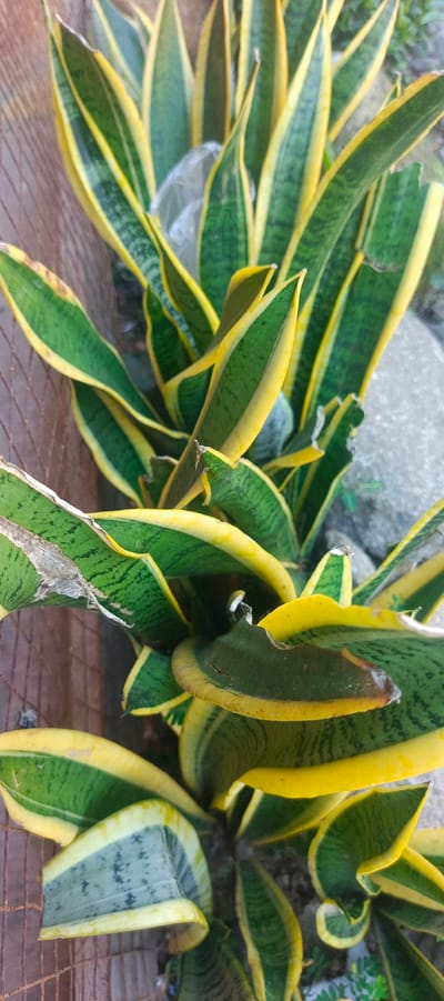 The image shows a close-up of a snake plant (Sansevieria trifasciata) with its characteristic green and yellow striped leaves. The plant is positioned outdoors, with a wooden fence or wall on the left and stones and some greenery in the background. The lighting suggests it may be daytime, possibly overcast or in shade. The plant appears healthy, though some leaves show signs of minor damage or wear. There is a piece of white plastic visible amongst the leaves. The location is identified as Pulodrienbeukah, Indonesia.