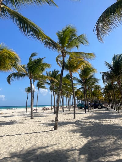 The image depicts a beach scene in Playa del Carmen, Mexico. A row of palm trees lines the beach, casting long shadows on the white sand. In the distance, there are individuals sunbathing and walking near the water's edge. In the background, heavy machinery is observed between the lines of palm trees. The sky is clear and blue. The perspective is tilted, creating a diagonal composition.
