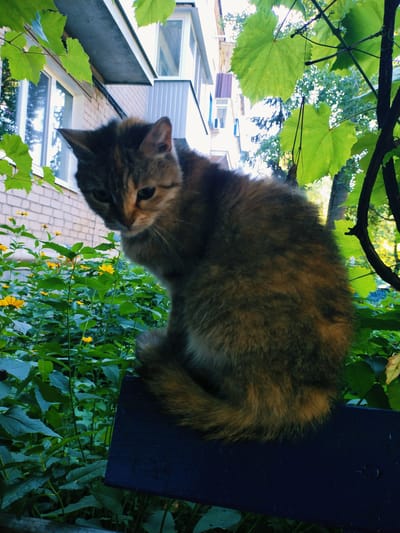 A cat with tabby fur is perched on a dark blue wooden surface. The cat is facing to the left and downwards, with its tail curled around its body. In the background, there are green leafy plants with small yellow flowers. Behind the plants, a light-colored brick building with windows is visible, suggesting an urban or suburban setting. The scene is illuminated by natural light, possibly late afternoon sun, filtering through green foliage. This image was captured in Horishni Plavni, Ukraine.
